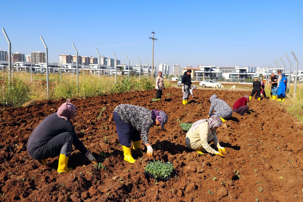 Kadınların kent bostanında kışlık üretim başladı